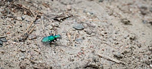 Metallic Green Six spotted Ttiger beetle - Cicindela sexguttata.