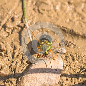 Metallic Ground Beetle