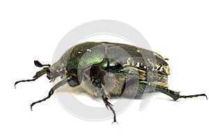 Metallic leaf beetle on a white