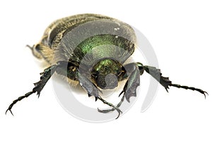 Metallic leaf beetle on a white
