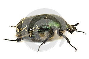 Metallic leaf beetle on a white