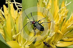 Metallic longhorn (gaurotes virginea) on yellow flowers