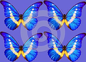 Metallic morpho butterflies comprise many species of Neotropical butterfly