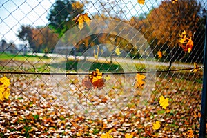 Metallic net-shaped fence from wire with autumn leaf stucked in it on a background of blur city