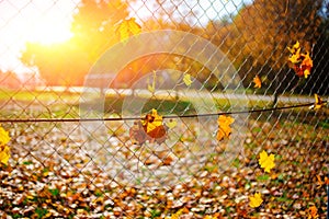 Metallic net-shaped fence from wire with autumn leaf stucked in it on a background of blur city