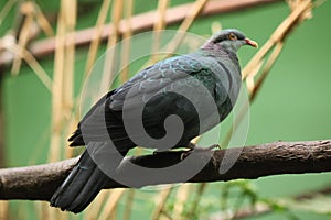 Metallic pigeon (Columba vitiensis griseogularis).