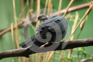 Metallic pigeon (Columba vitiensis griseogularis).