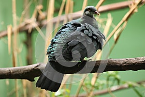 Metallic pigeon Columba vitiensis griseogularis.