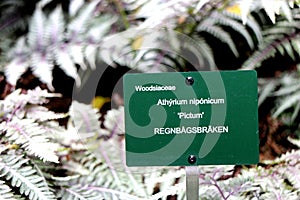 Metallic plant marker for Athyrium niponicum photo