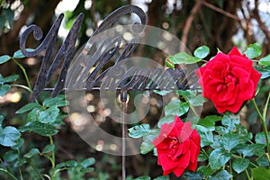 A metallic sign with the german word welcome in the garden with red roses photo