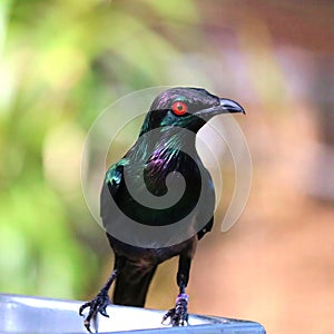 Metallic Starling