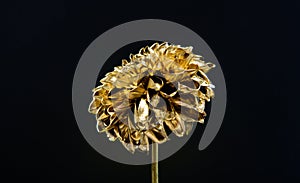 Metallic steel or golden color. Metal flowers. Eternal beauty. Fashion and beauty. Flowers covered metallic paint close