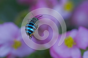 Metallic Striped insect flies towards flowers