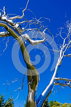 Metallic structure of a winter tree under blue sky photo