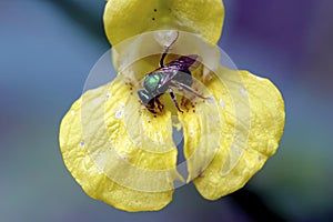 Metallic Sweat Bee   605107