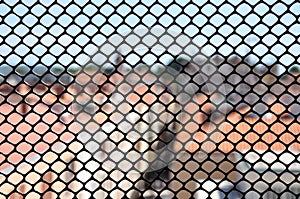 Metallic window fence, grid