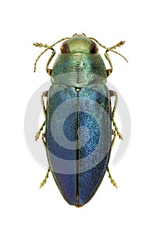 Metallic wood borer Phaenops cyaneus