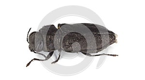 Metallic wood-boring beetle.