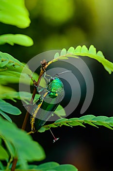 A metallic wood-boring beetle