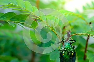 A metallic wood-boring beetle