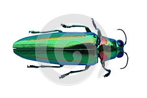 Metallic wood-boring beetle isolated on white background