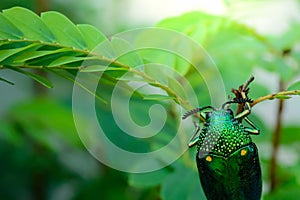 A metallic wood-boring beetle, Jewel beetle, Buprestid Sternocera aequisignata in nature