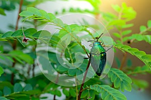 A metallic wood-boring beetle, Jewel beetle, Buprestid Sternocera aequisignata in nature