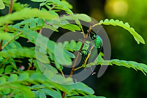 A metallic wood-boring beetle, Jewel beetle, Buprestid (Sternocera aequisignata) in nature