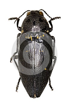 Metallic Wood-Boring Beetle on white Background