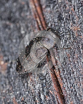 Metallic wood-boring beetle on wood