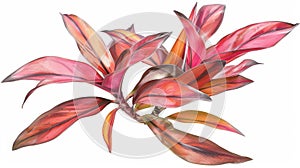 Metalliclooking plant with rubbery flexible leaves photo