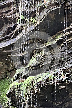 Metamorphic gray rock with trickling water and moss