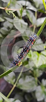 Metamorphic Marvel: The Enchanting Caterpillar Ballet