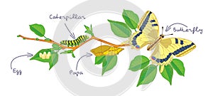 The metamorphosis of the butterfly. Life cycle photo