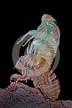 Metamorphosis of a Cicada