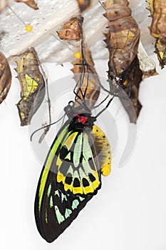 Metamorphosis - Common Birdwing Butterfly