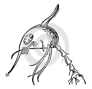 Metamorphosis of a Crab, vintage illustration