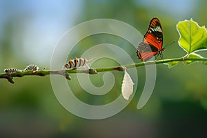 Metamorphosis cycle of a caterpillar into a beautiful butterfly, AI-generated.