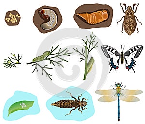 Metamorphosis of insects