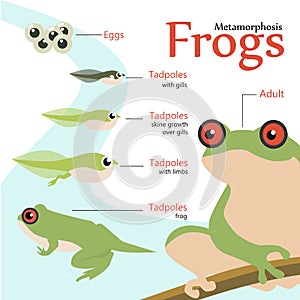 Metamorphosis Life cycle of a frog Vector illustration