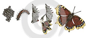 Metamorphosis of the Mourning Cloak