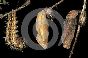 Metamorphosis of Painted lady butterfly, caterpillar and pupa