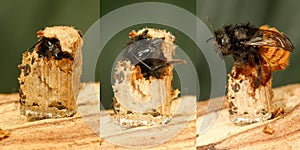Metamorphosis of  red mason bee pollinator, Osmia rufa