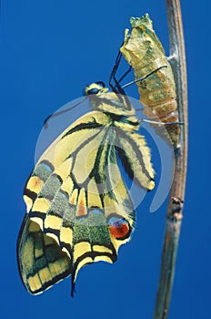 Metamorphosis series - Swallowtail.