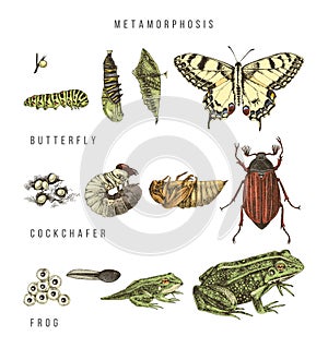 Metamorphosis of the swallowtail, cockchafer and frog