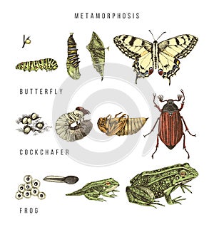 Metamorphosis of the swallowtail, cockchafer and frog photo