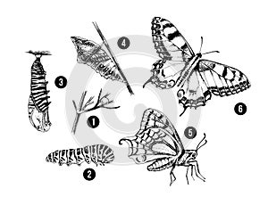 Metamorphosis of the Swallowtail - Papilio machaon - butterfly