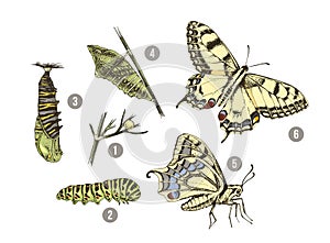 Metamorphosis of the Swallowtail - Papilio machaon - butterfly