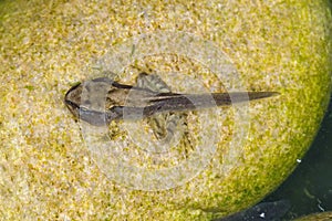 Metamorphosis - tadpole with head and legs developing - frogpole