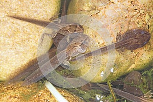 Metamorphosis - tadpoles with head and legs developing - frogpole